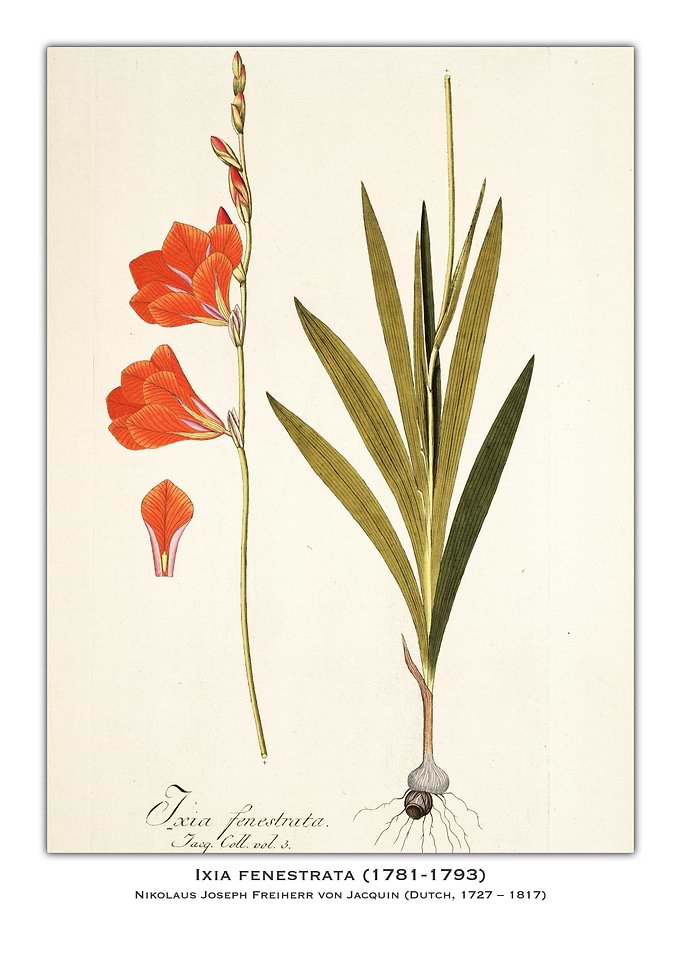 Ixia Fenestrata Botanical Illustration