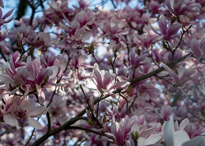 Pink Magnolia Blossoms