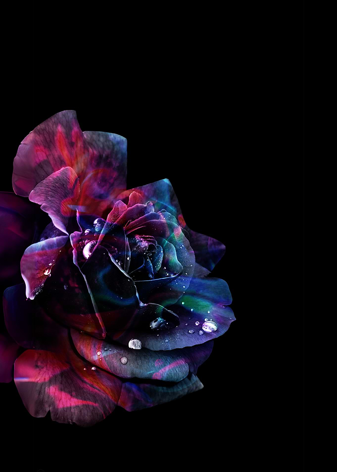 Cosmic Rose