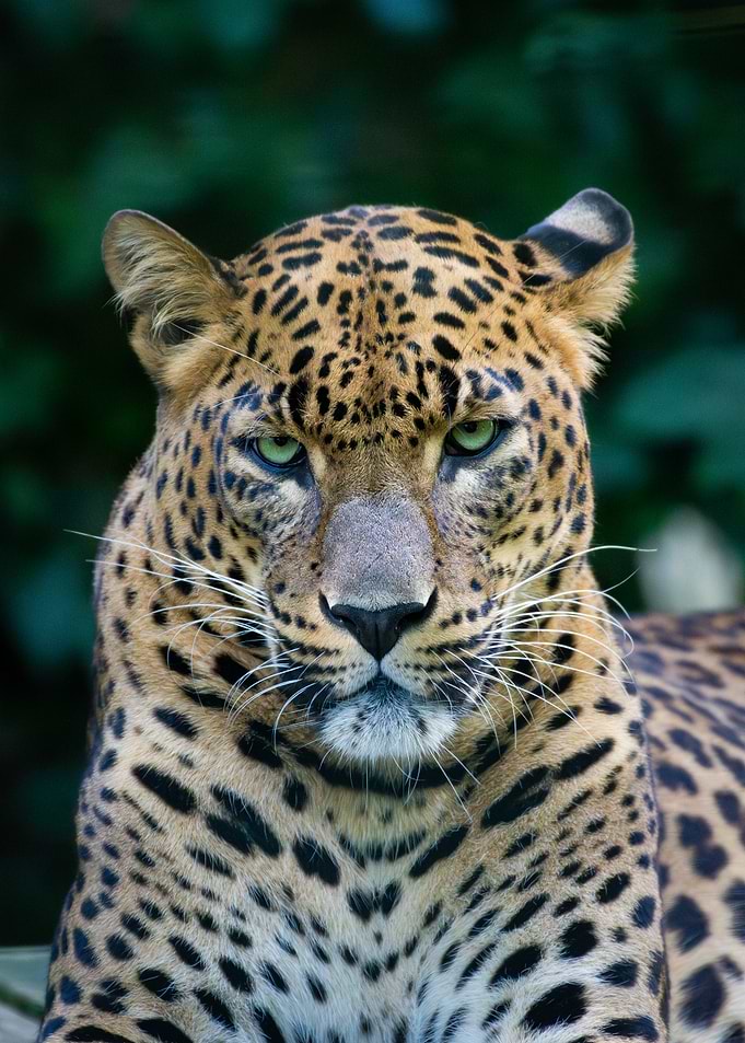 Leopard Close-Up