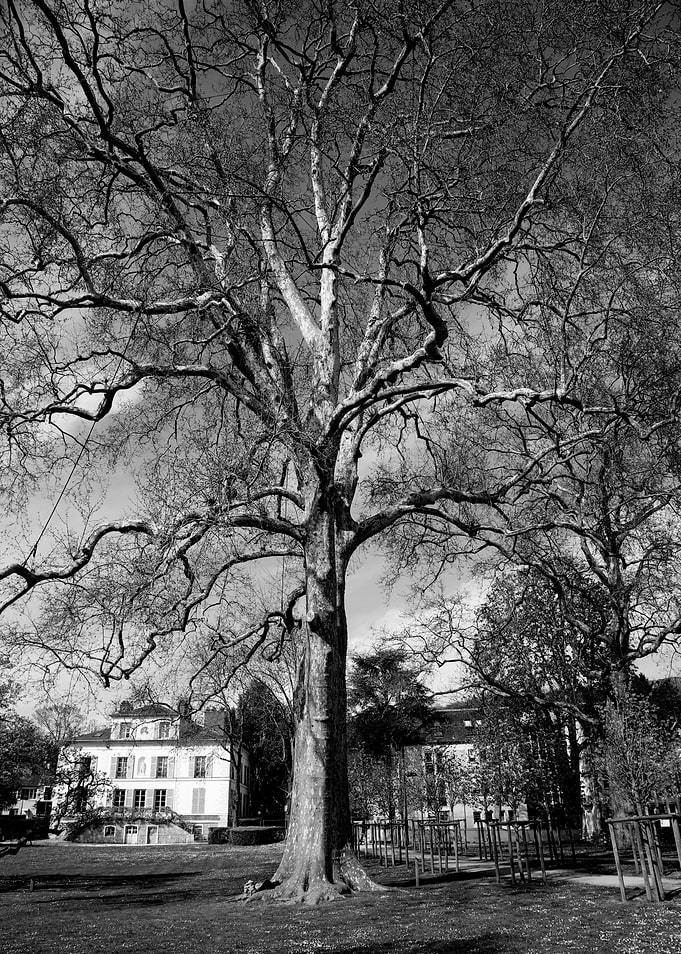 Bare Tree in Park
