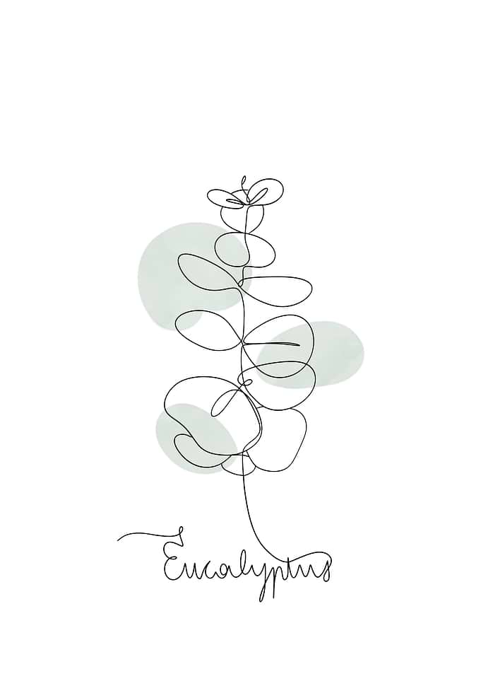 Eucalyptus Line Art Print