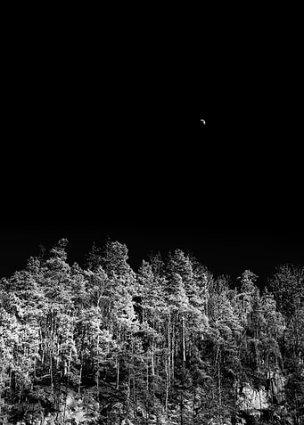 Crescent Moon Over Trees