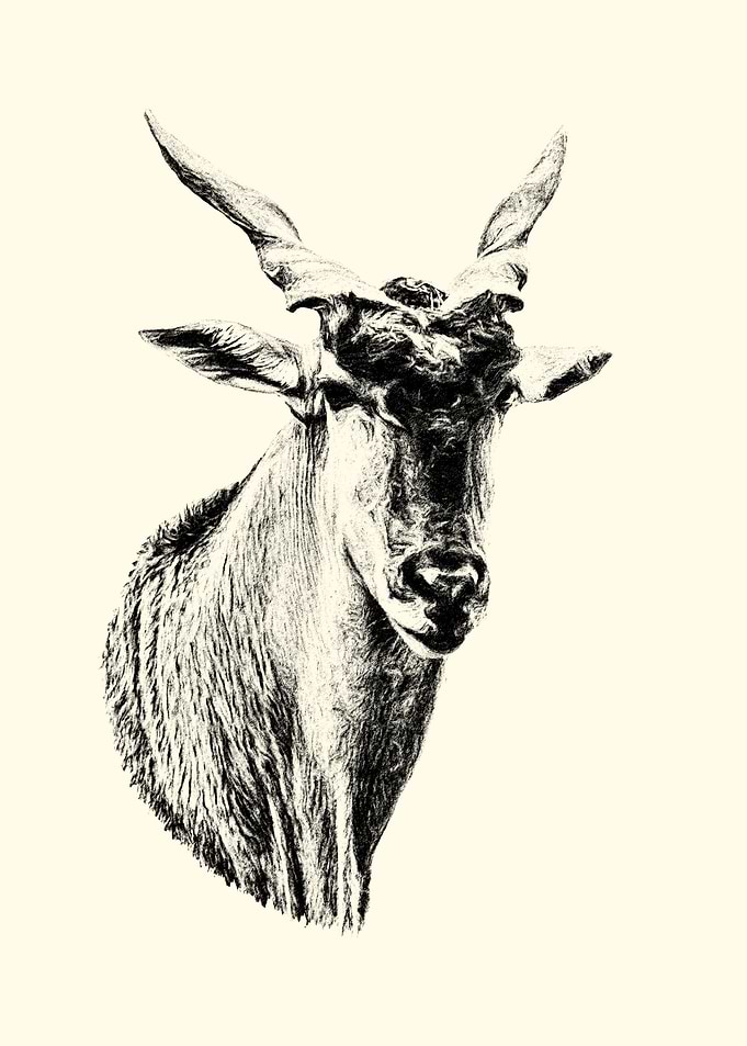 Eland Head Sketch