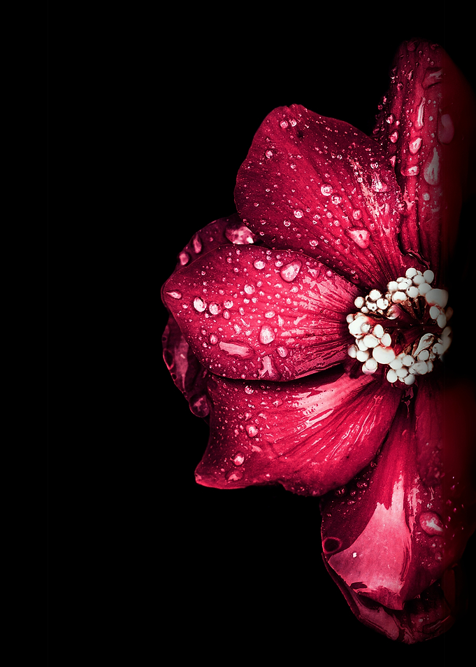 Red Flower with Dew Drops