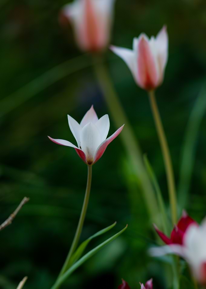 White and Pink Tulips
