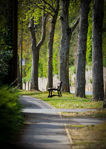 Park Bench Under Trees