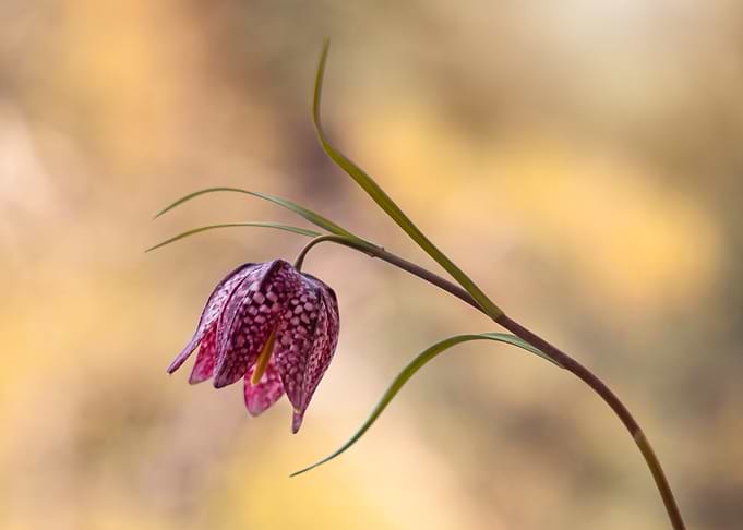 Snake's Head Fritillary Flower