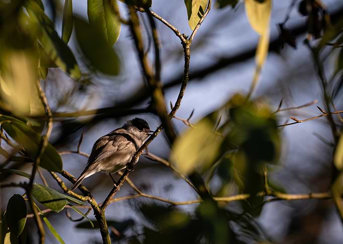 Blackcap