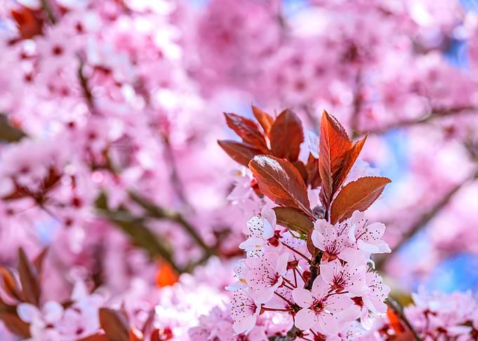 Pink Cherry Blossom Branch