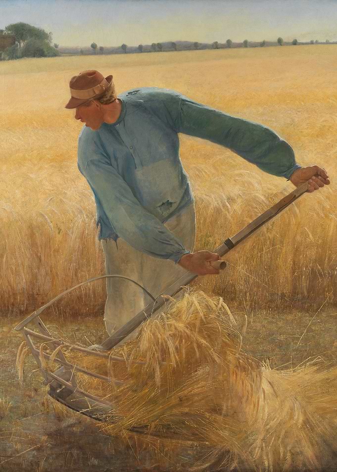 Harvesting Wheat