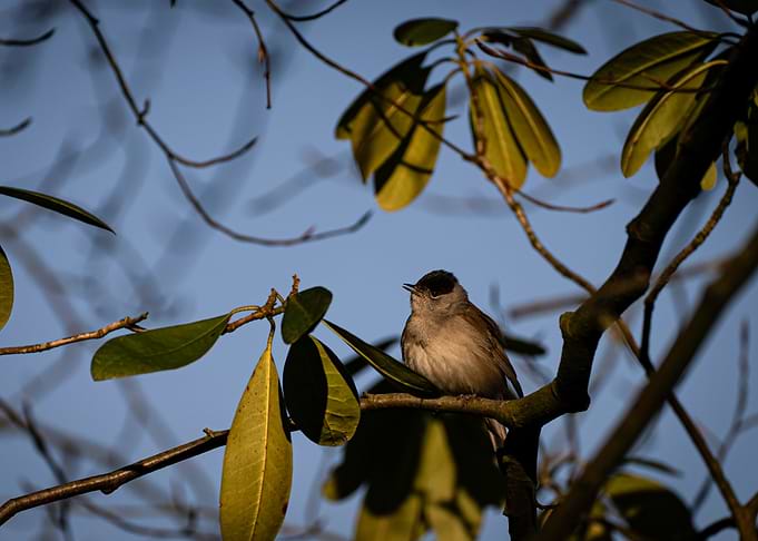Blackcap