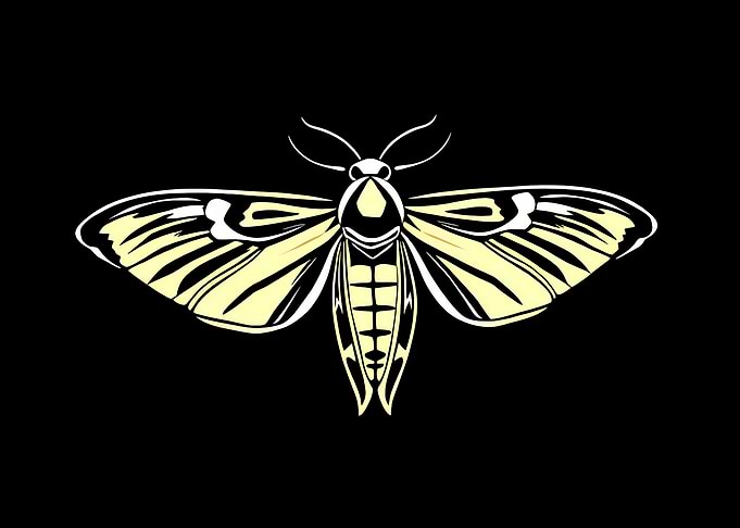 Moth Illustration