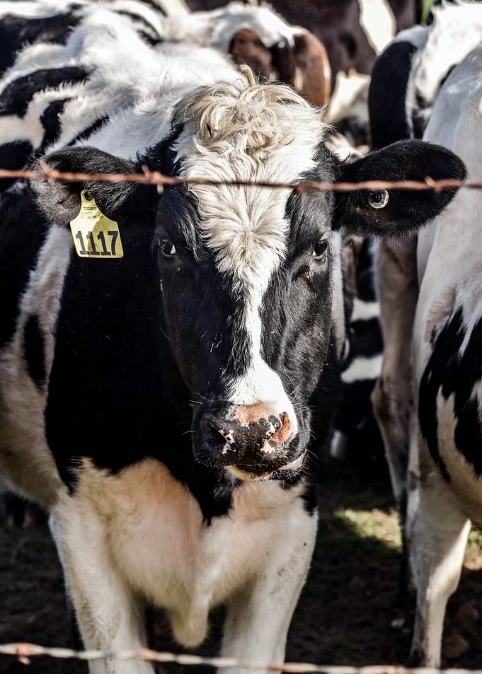 Rural Cow Farm Western Portrait Photograph