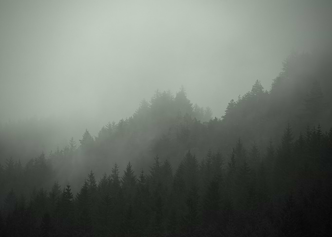 Misty Forest