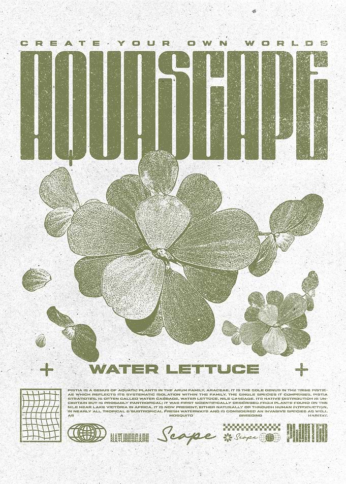 Water Lettuce Floating Aquarium Plant Aquascape