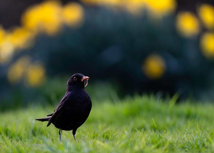 Blackbird with Worm
