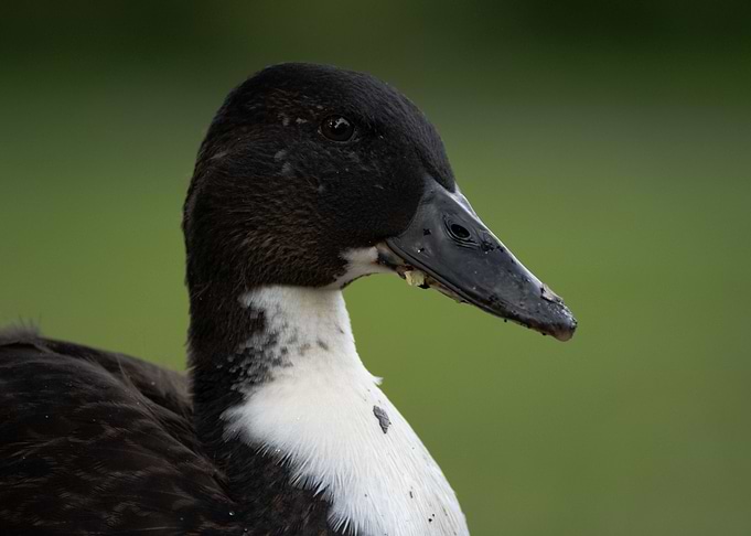 Black and White Duck Portrait