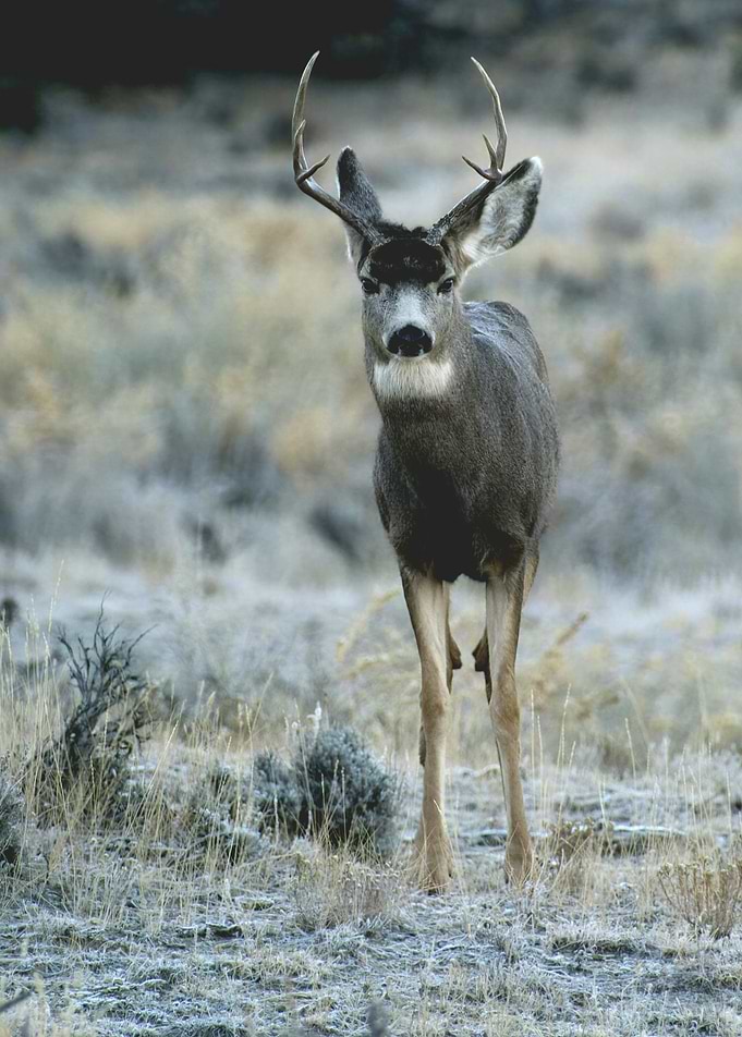 Mule Deer in a Field