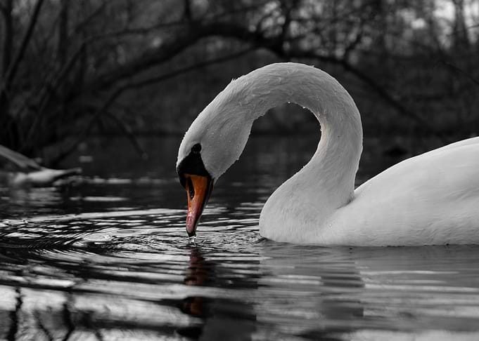 Swan drinking