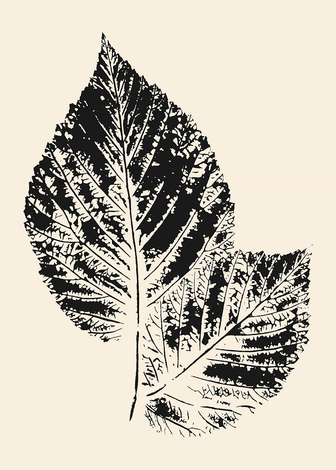 Black and White Leaf Print
