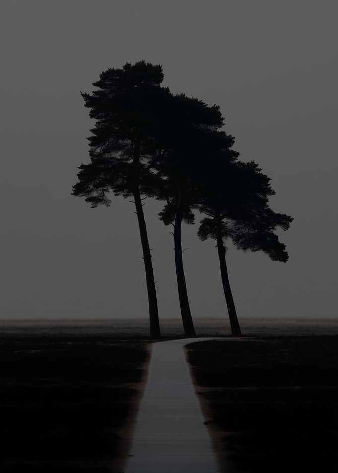 Silhouetted Trees and Path