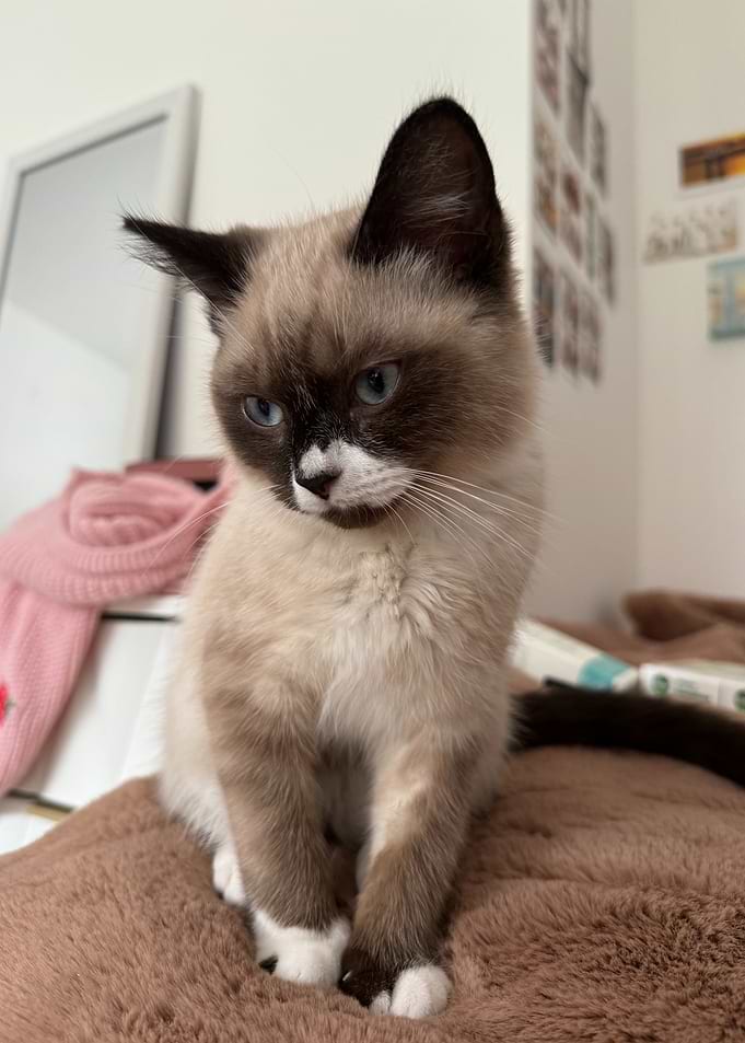 Cute Siamese Kitten