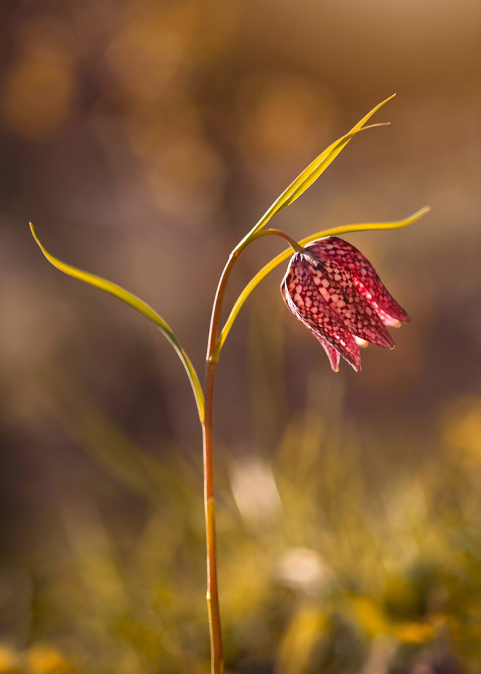 Snakeshead Fritillary Flower