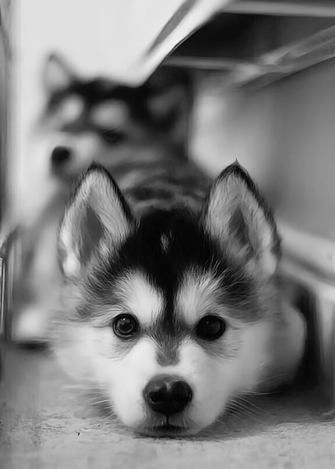 Husky Puppy Portrait