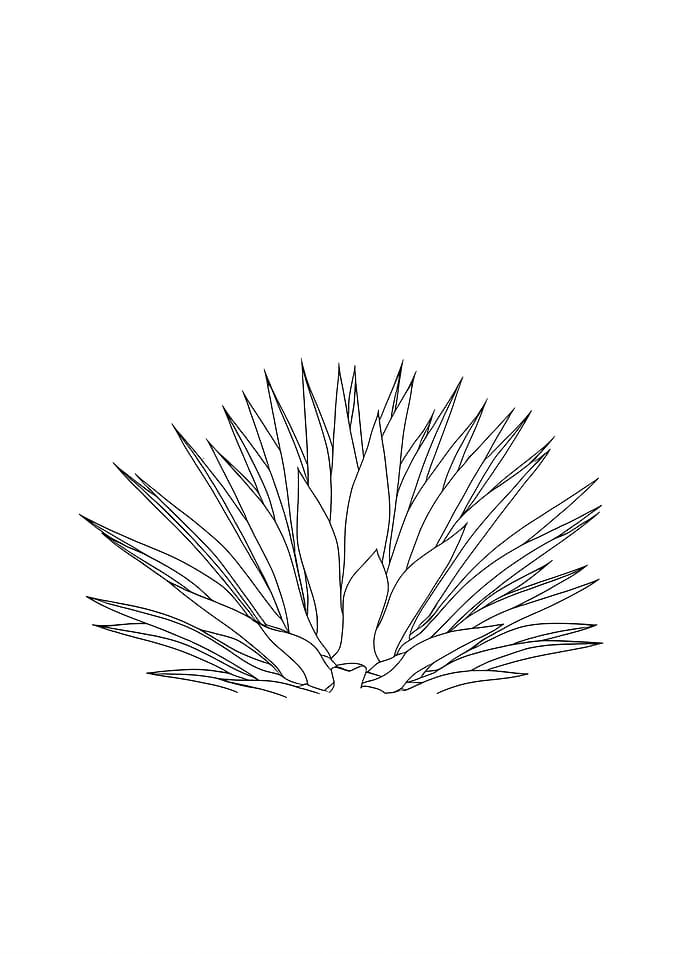 Agave Plant Minimalist Line Art