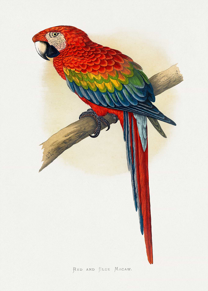 Red and Blue Macaw Illustration