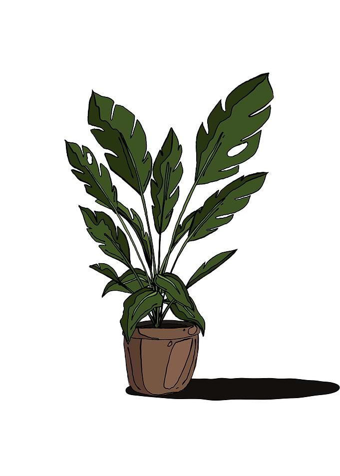 Green Plant in Pot