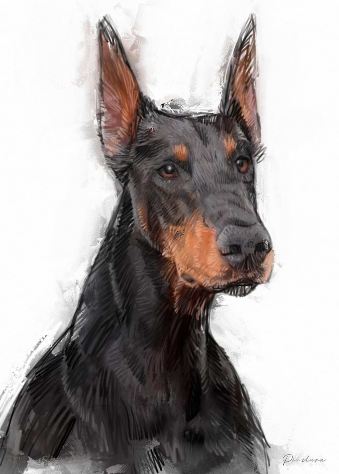 Doberman Portrait