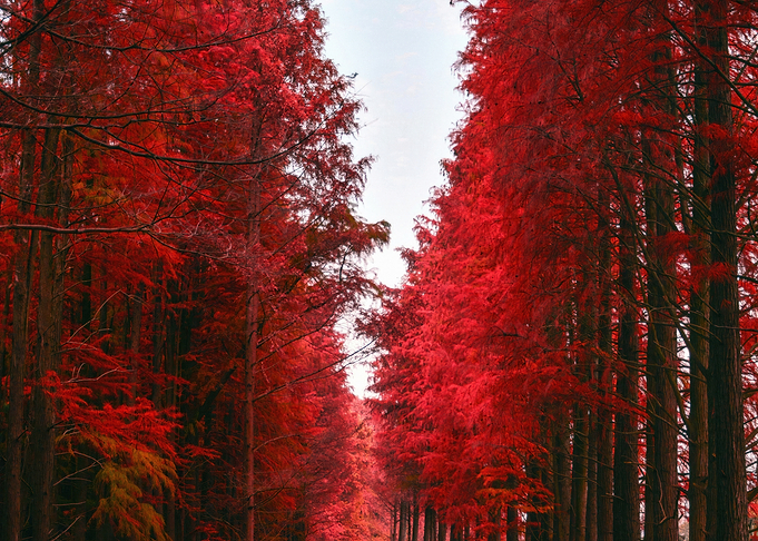 Redwood Forest Path