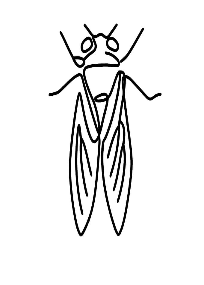 Cicada Line Art