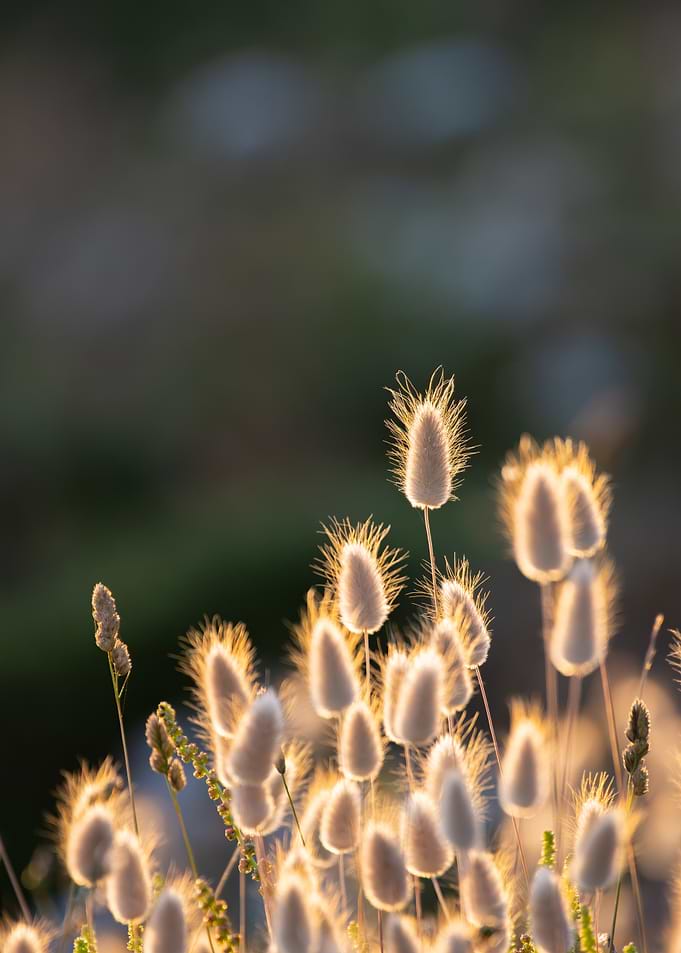 Golden Grass Seeds