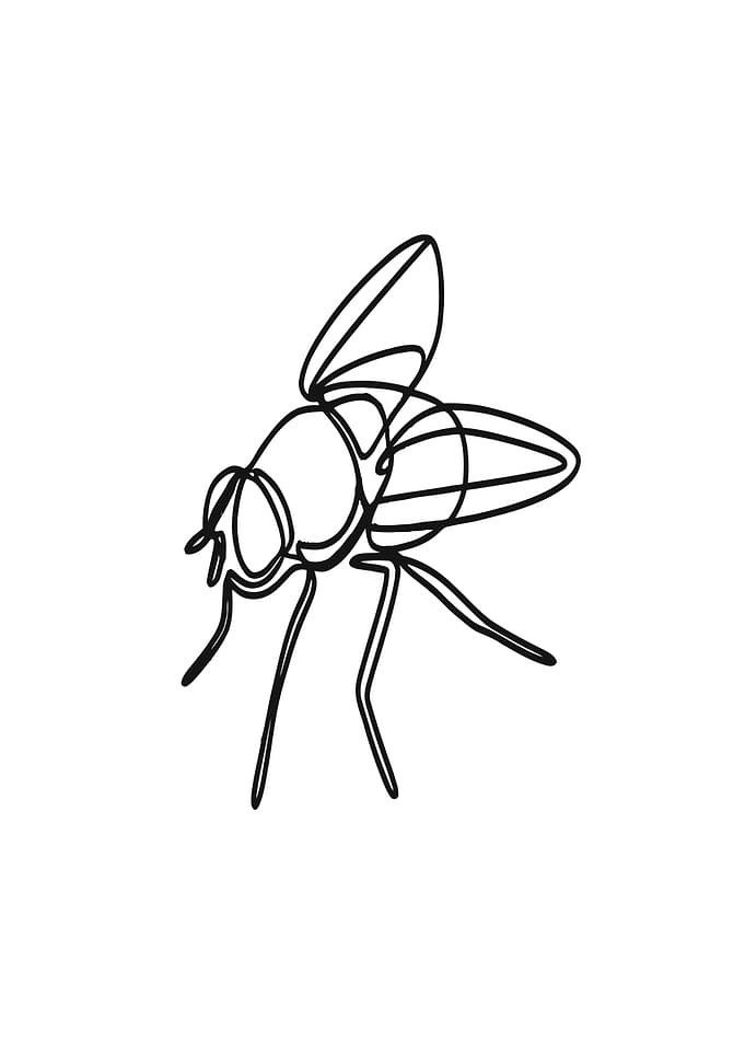 Fly Line Art
