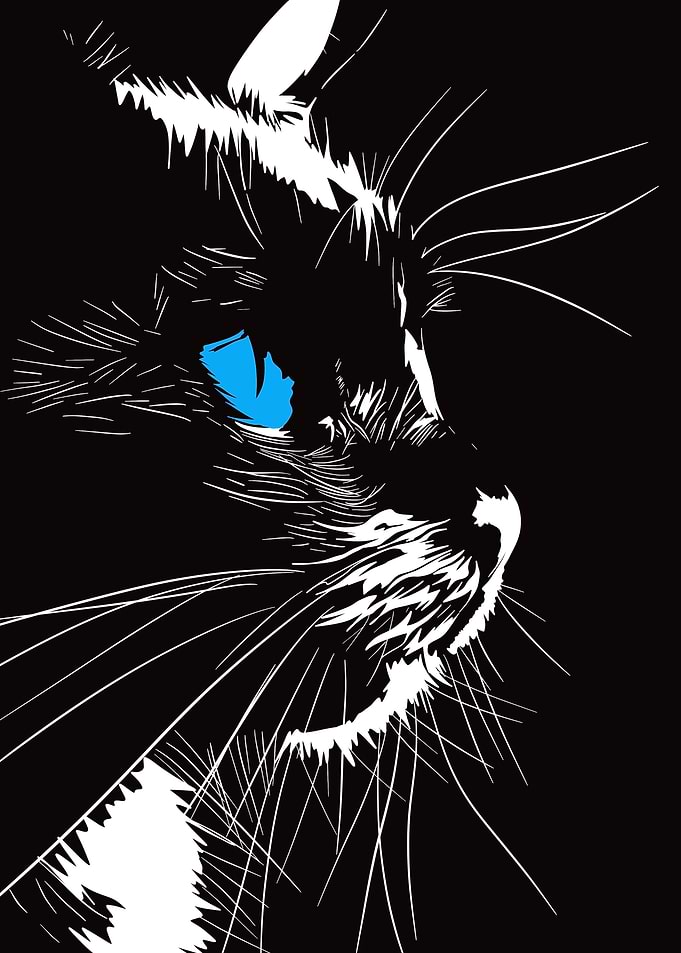 Black Cat with Blue Eyes