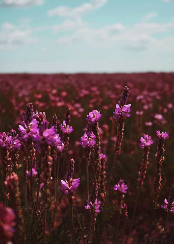 Purple Wildflowers Field