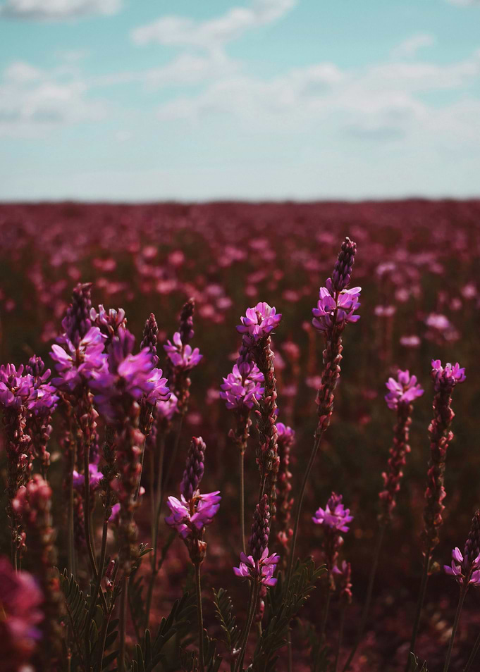 Purple Wildflowers Field