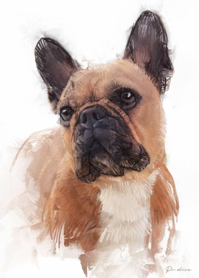 French Bulldog Portrait