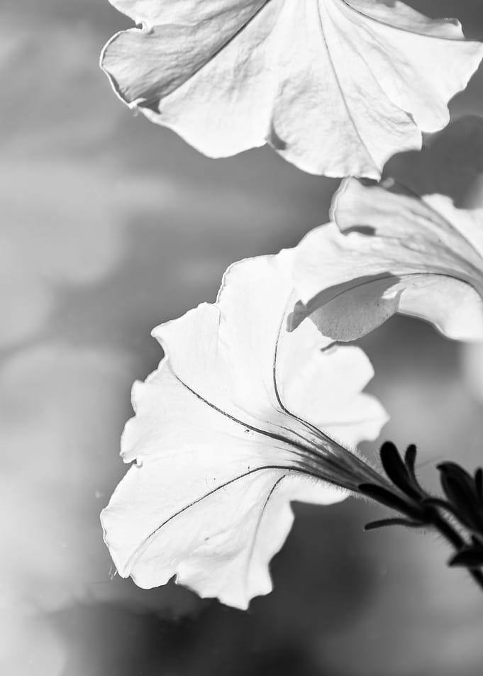 Black and White Flower