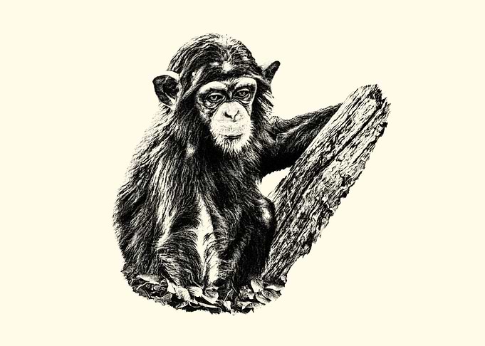 Chimpanzee Pencil Drawing