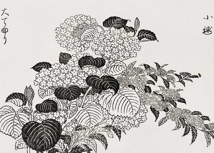 Japanese Hydrangea Print