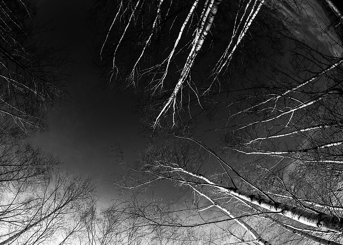 Mysterious shadows of towering trees reaching for a cloudy sky