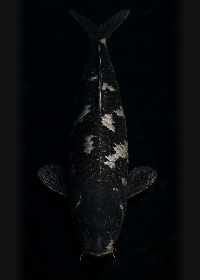 Black and White Koi Fish - Koi Carp Portrait