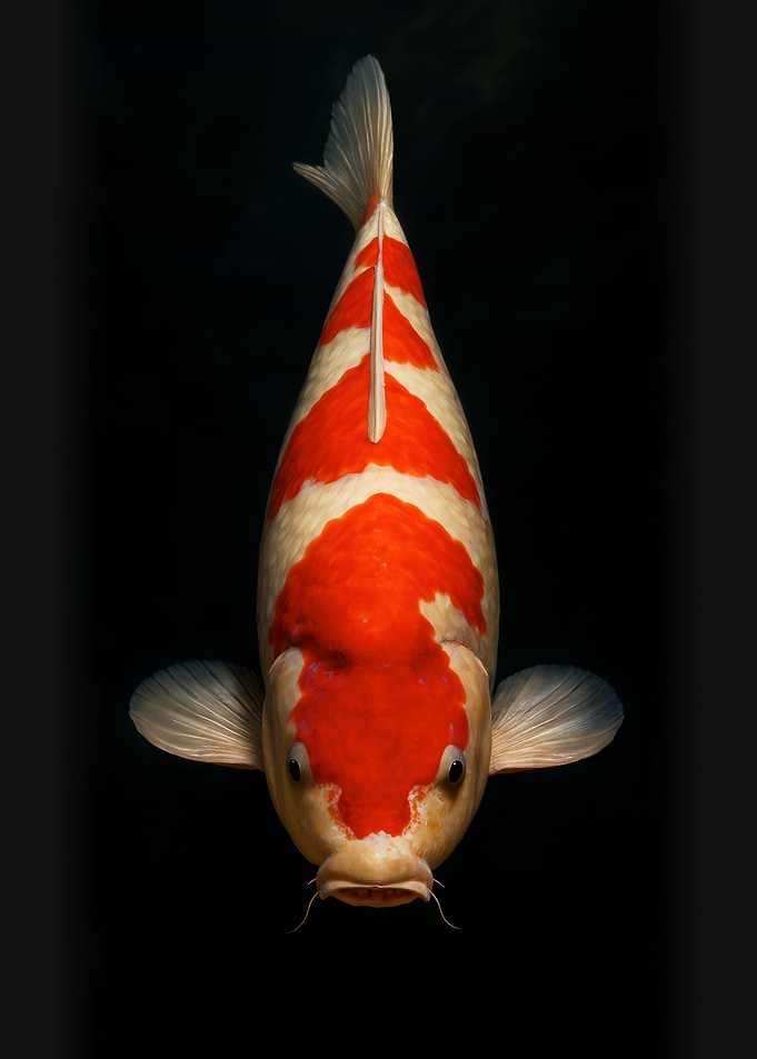 Koi Fish Portrait - Kohaku