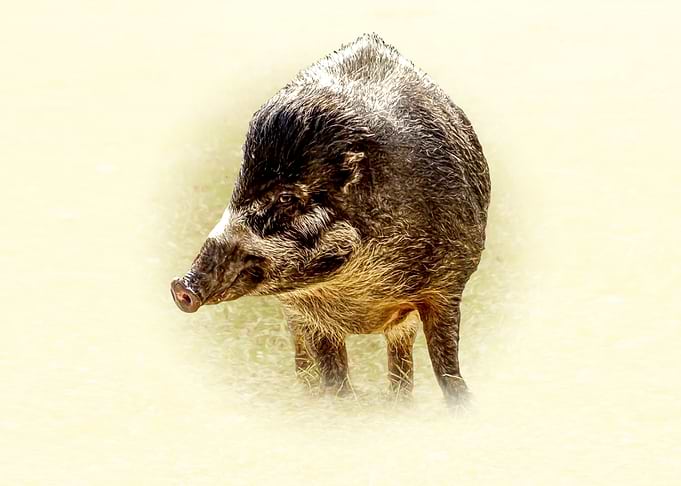 Visayan Warty Pig