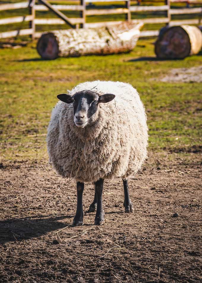 Sheep in a Field