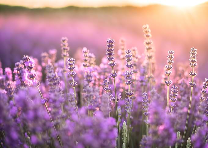 Lavender Field Sunset